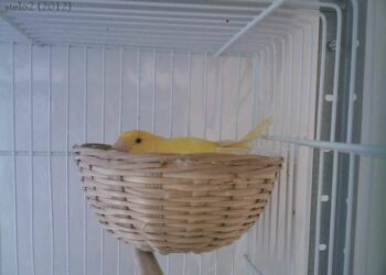 Comment s'occuper d'un œuf de canari ?