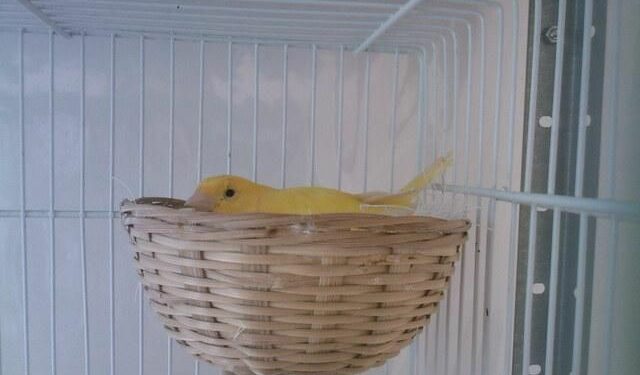 Comment s'occuper d'un œuf de canari ?