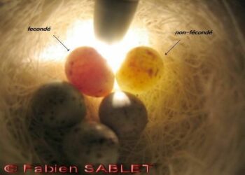 Comment s'occuper d'un œuf de canari ?