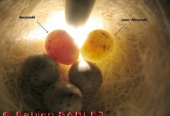 Comment s'occuper d'un œuf de canari ?