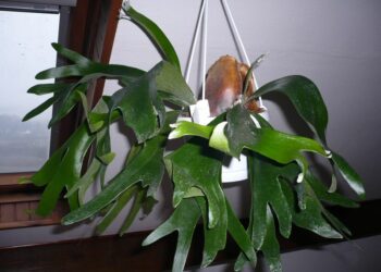 Comment s'occuper d'un palmier de coco ?