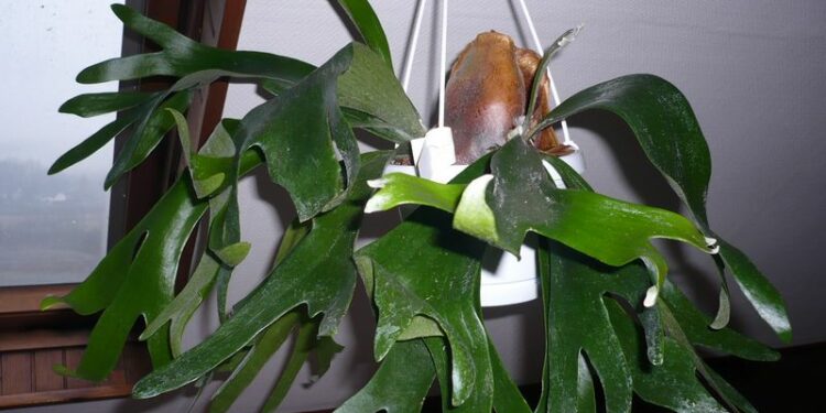 Comment s'occuper d'un palmier de coco ?