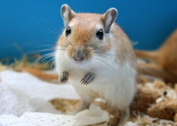 Comment s'occuper d'une gerboise ?