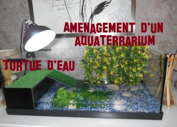 Comment s'occuper d'une petite tortue d'eau ?