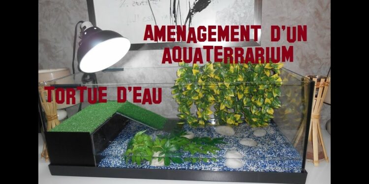 Comment s'occuper d'une petite tortue d'eau ?