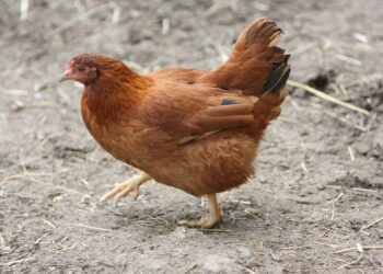 Comment s'occuper d'une poule naine ?