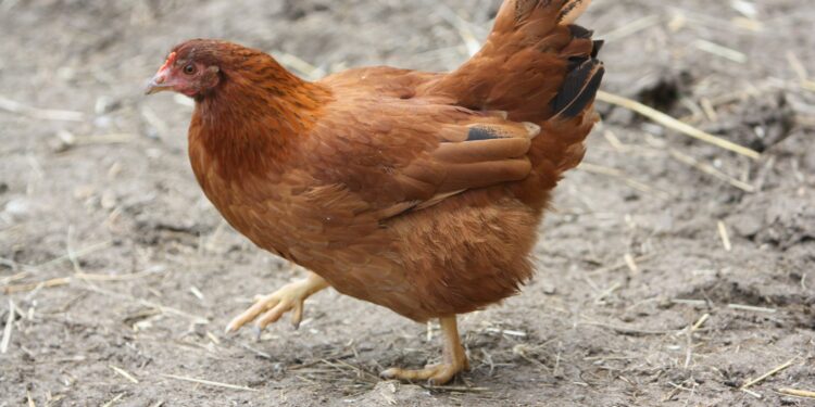 Comment s'occuper d'une poule naine ?