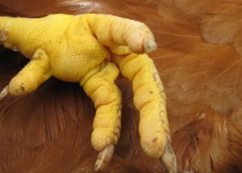 Comment soigner la patte d'une poule qui boite ?