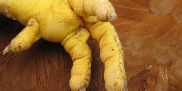 Comment soigner la patte d'une poule qui boite ?