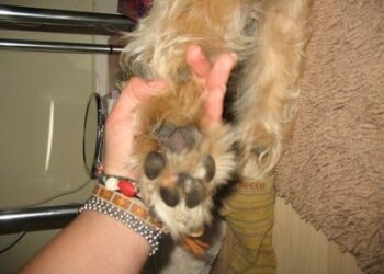 Comment soigner un coussinet à vif ?