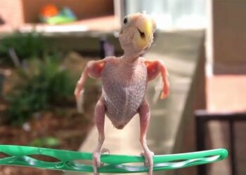 Comment soigner un oiseau qui perd ses plumes ?