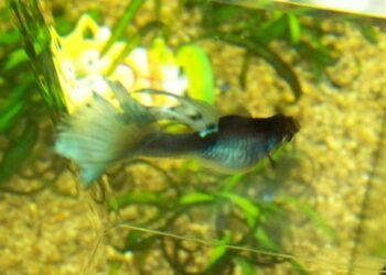 Comment soigner un poisson guppy malade ?