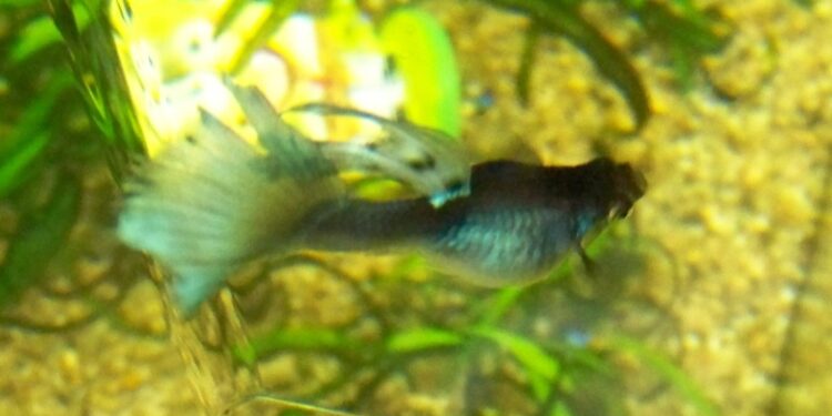 Comment soigner un poisson guppy malade ?