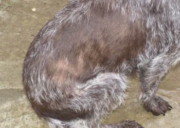 Comment soigner une dermatite chez le chien naturellement ?