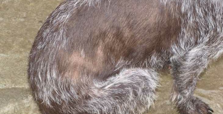 Comment soigner une dermatite chez le chien naturellement ?