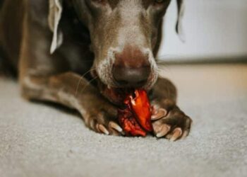 Comment soigner une griffe cassée d'un chien ?