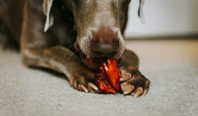 Comment soigner une griffe cassée d'un chien ?