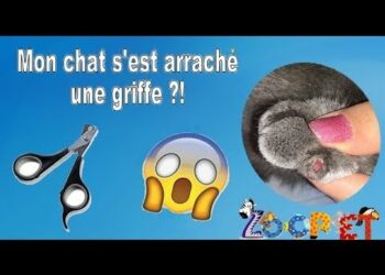 Comment soigner une griffe de chat arrachée ?