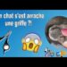 Comment soigner une griffe de chat arrachée ?