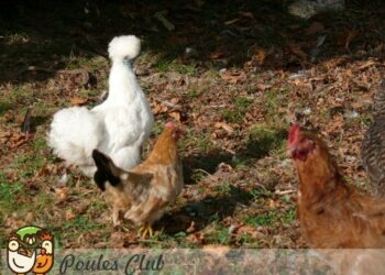 Comment soigner une poule faible ?