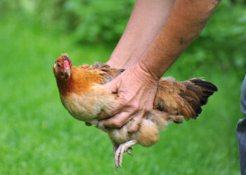 Comment soigner une poule qui n'arrive pas à marcher ?