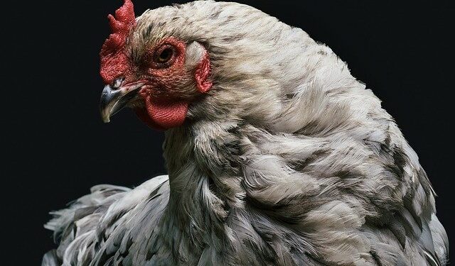 Comment soigner une poule qui perd ses plumes au croupion ?