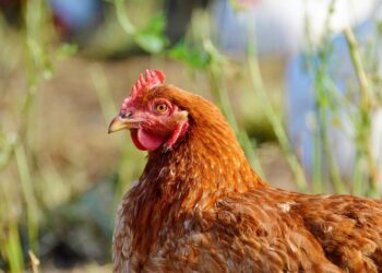 Comment soigner une poule qui perd ses plumes au croupion ?