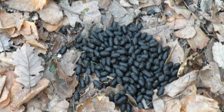 Comment sont les crotte de mulot ?