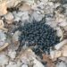 Comment sont les crotte de mulot ?