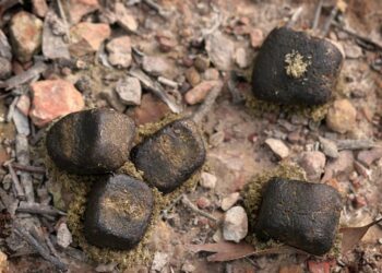 Comment sont les crottes de fouine ?