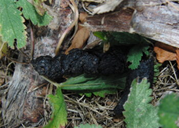 Comment sont les crottes de hérissons ?