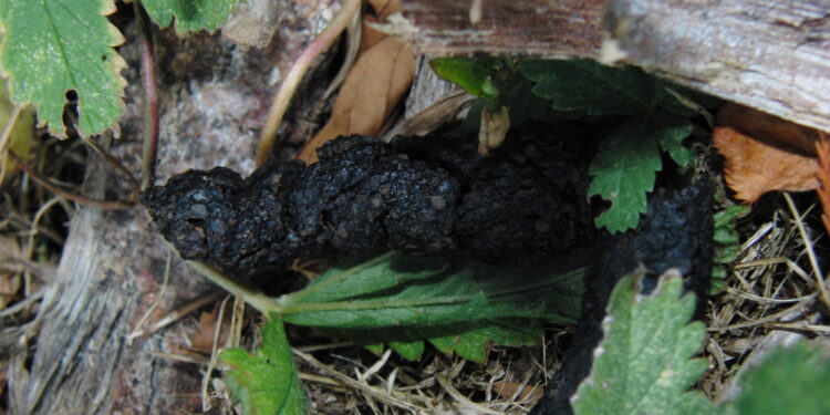 Comment sont les crottes de hérissons ?