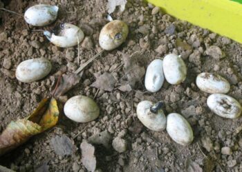 Comment sont les œufs de couleuvre ?