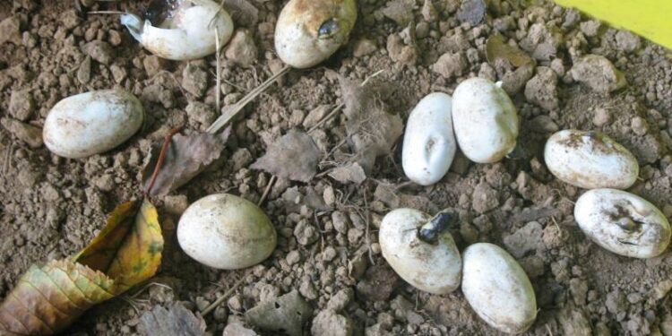 Comment sont les œufs de couleuvre ?