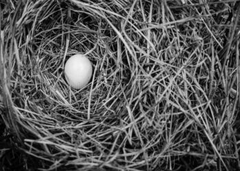 Comment sont les œufs de moineaux ?