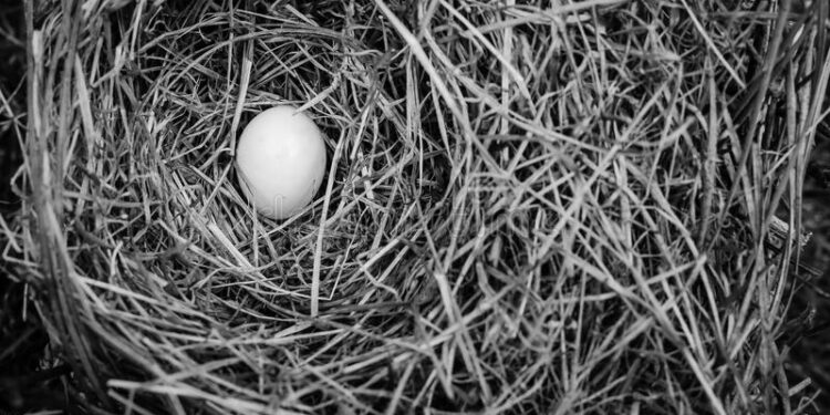 Comment sont les œufs de moineaux ?