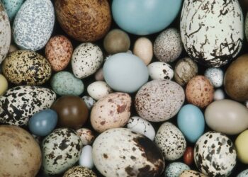 Comment sont les œufs de moineaux ?