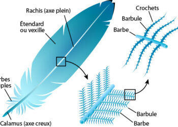 Comment sont les plumes ?