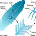Comment sont les plumes ?