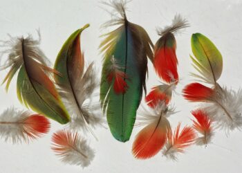 Comment sont les plumes des oiseaux ?