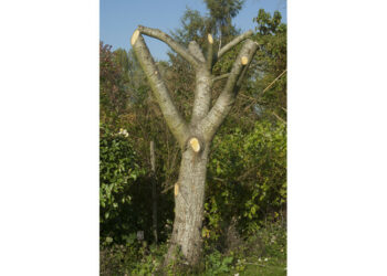 Comment sont les racines d'un peuplier ?