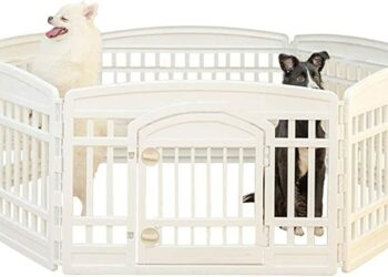 Comment sortir son chiot la nuit ?