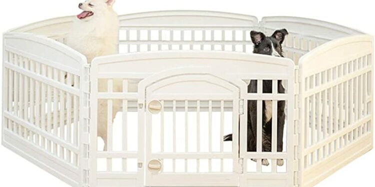 Comment sortir son chiot la nuit ?