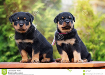 Comment sortir un chiot de 2 mois ?