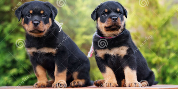 Comment sortir un chiot de 2 mois ?