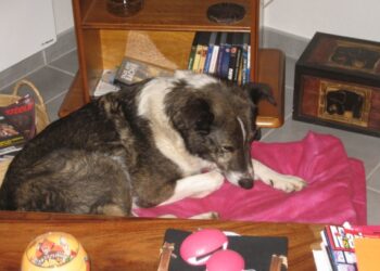 Comment sortir un chiot de 2 mois ?