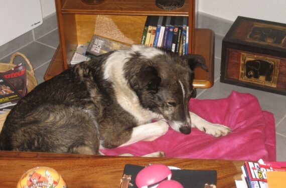 Comment sortir un chiot de 2 mois ?