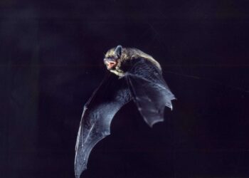 Comment sortir une Chauve-souris de la maison ?