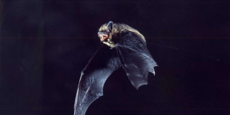 Comment sortir une Chauve-souris de la maison ?