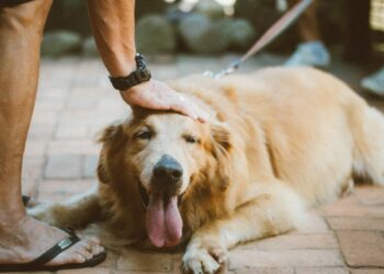Comment soulager un chien qui a trop chaud ?